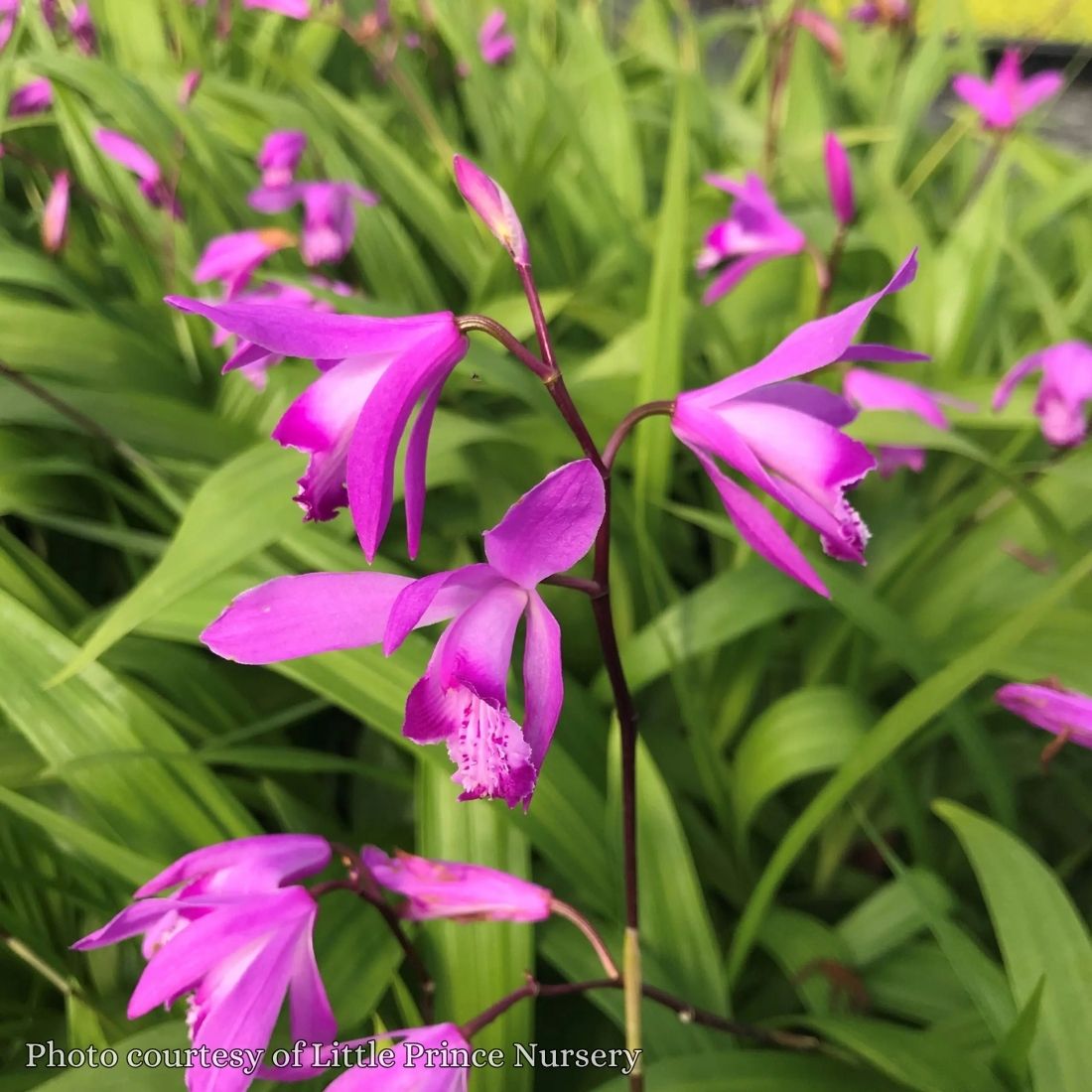 Rare Roots Bletilla striata 'Shi Ran' Orchid