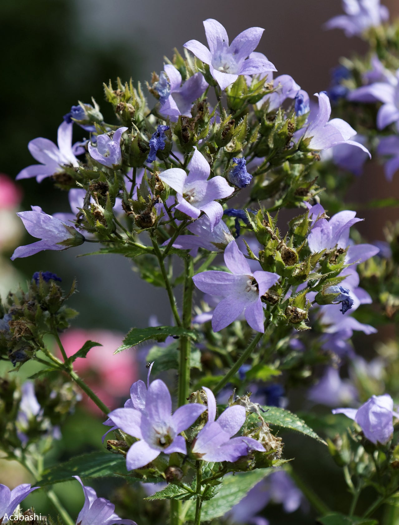 Campanula lactiflora 'Prichard's Variety' Bellflower