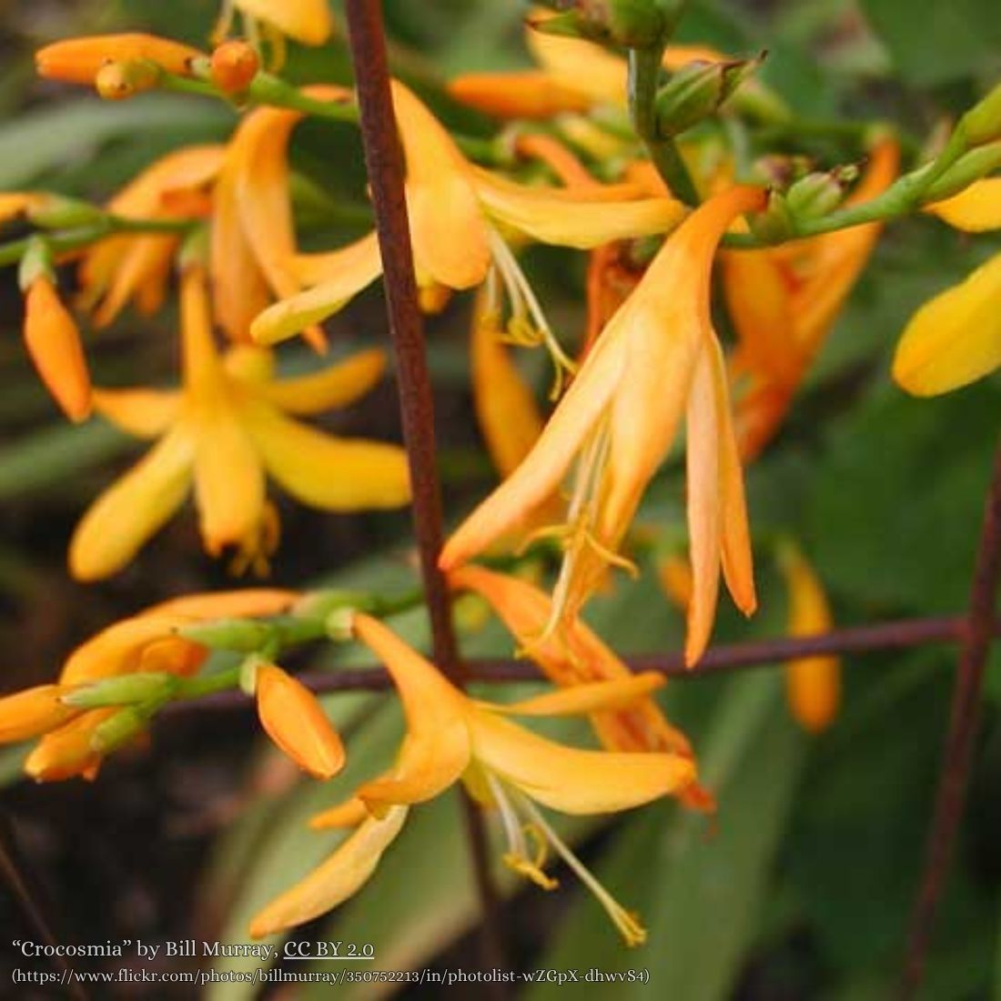 Crocosmia crocosmiiflora 'George Davidson' Montbretia