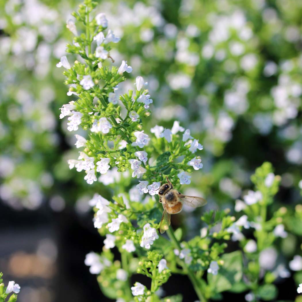 Calamintha nepeta 'Montrose White' Calamint