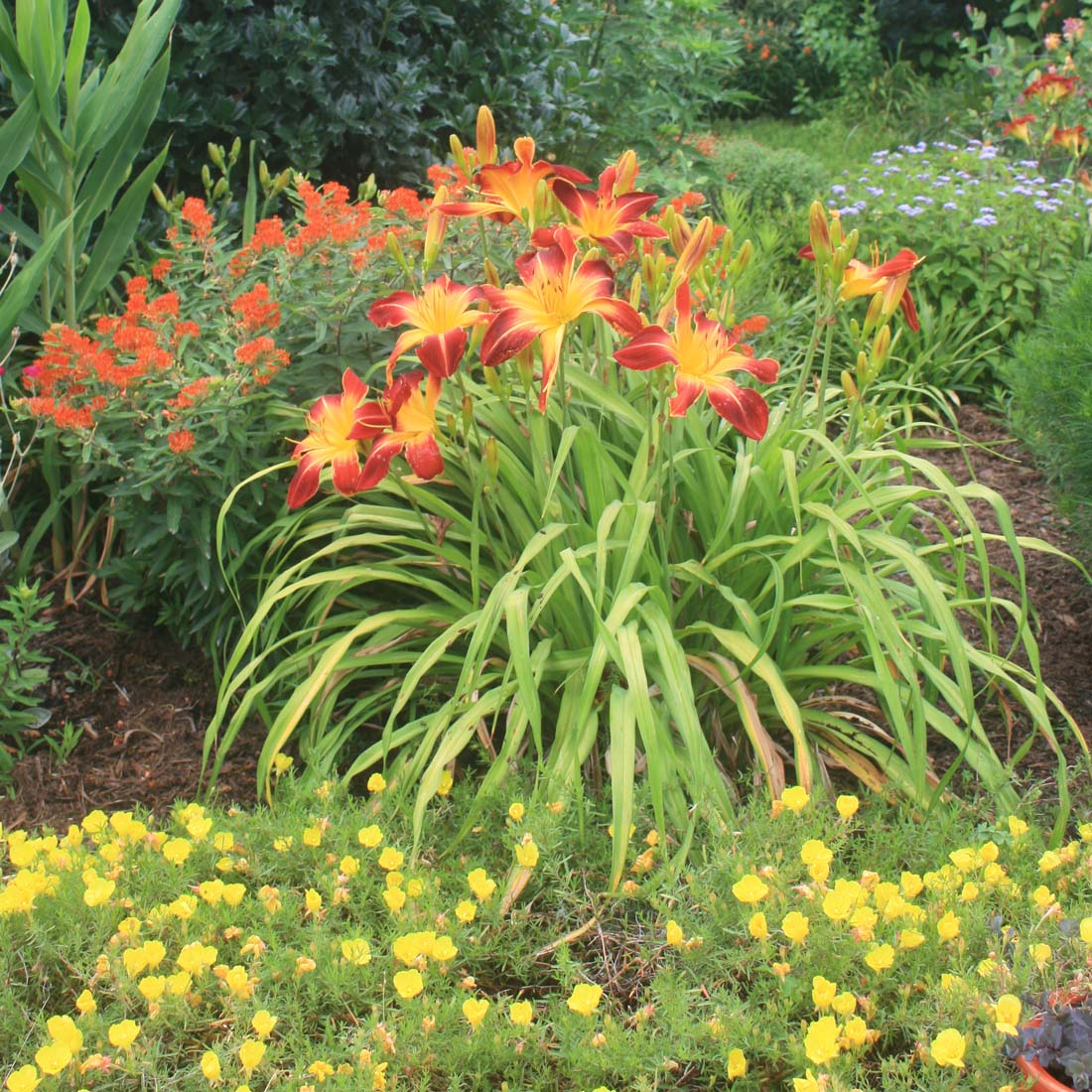 Calylophus serrulatus 'Prairie Lode' Sun Drops