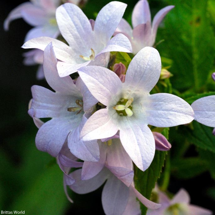 Campanula lactiflora 'Loddon Anna' Bellflower