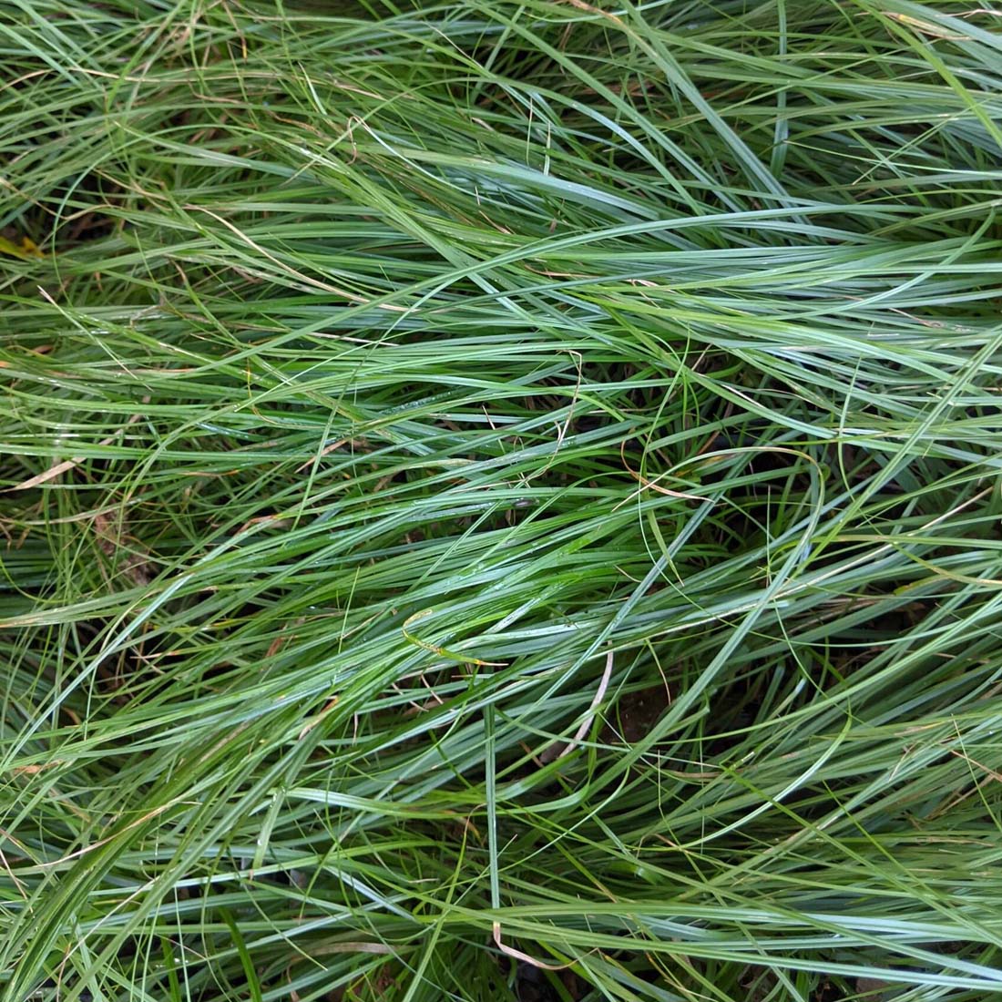 Carex pensylvanica Oak Sedge