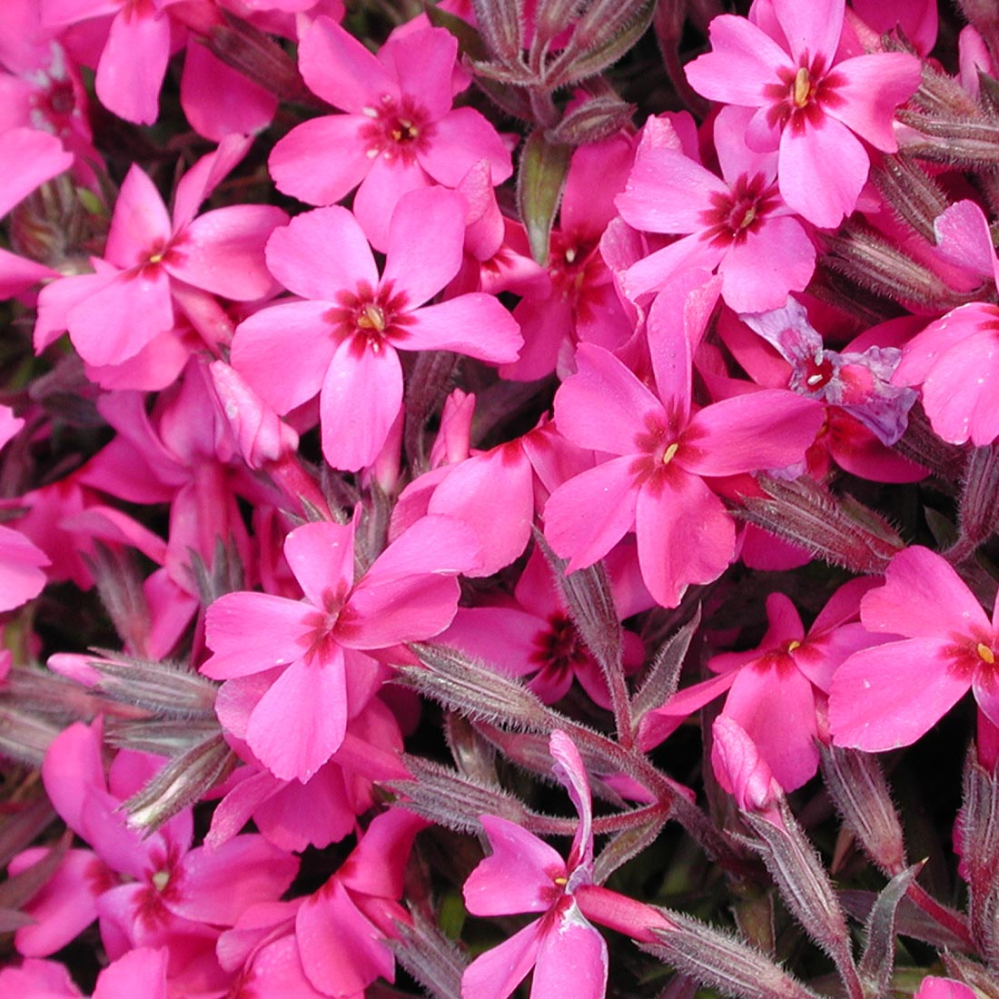 Phlox subulata 'Scarlet Flame' Creeping Phlox