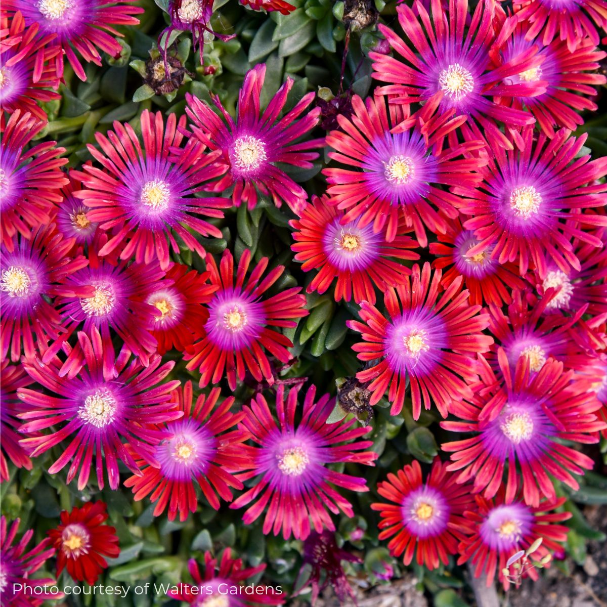 Delosperma 'Razzle Dazzle' Kaleidoscope™ Ice Plant