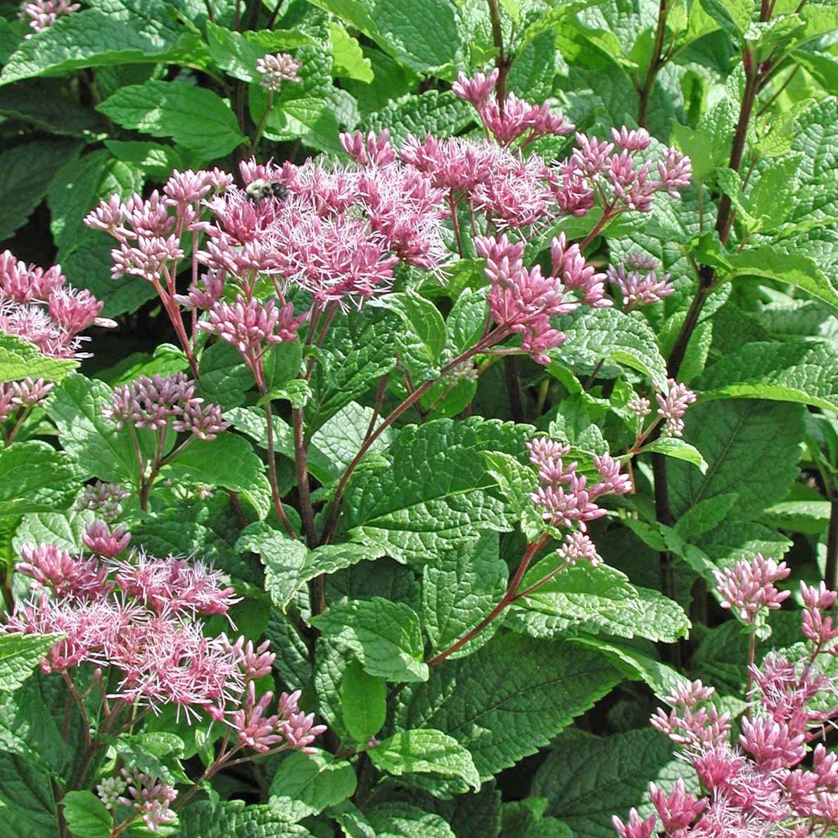 Eupatorium (Eutrochium) dubium 'Little Pye' Joe Pye Weed