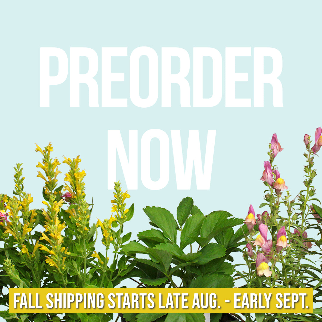 Preorder your perennials now. Fall shipping starts in late August to early September.