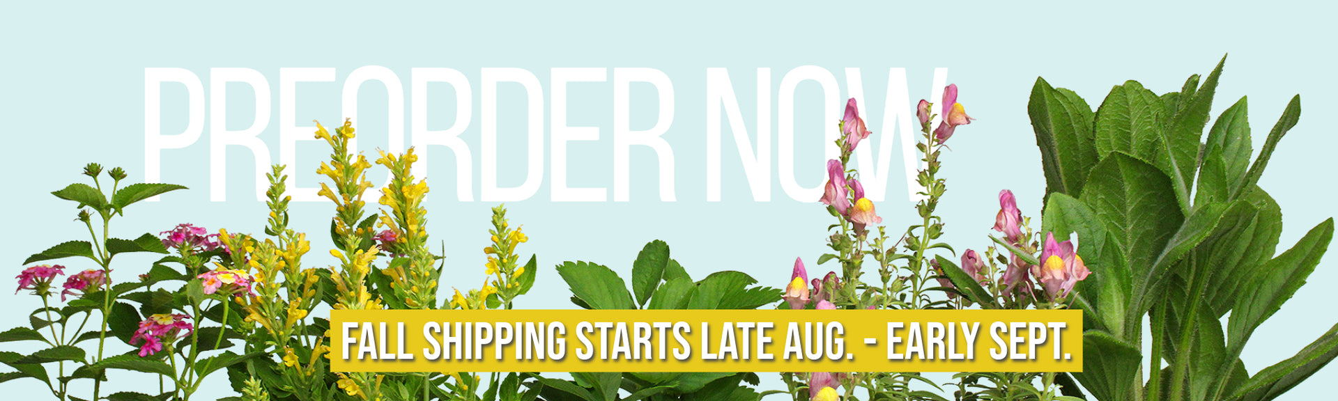 Preorder your perennials now. Fall shipping starts in late August to early September.