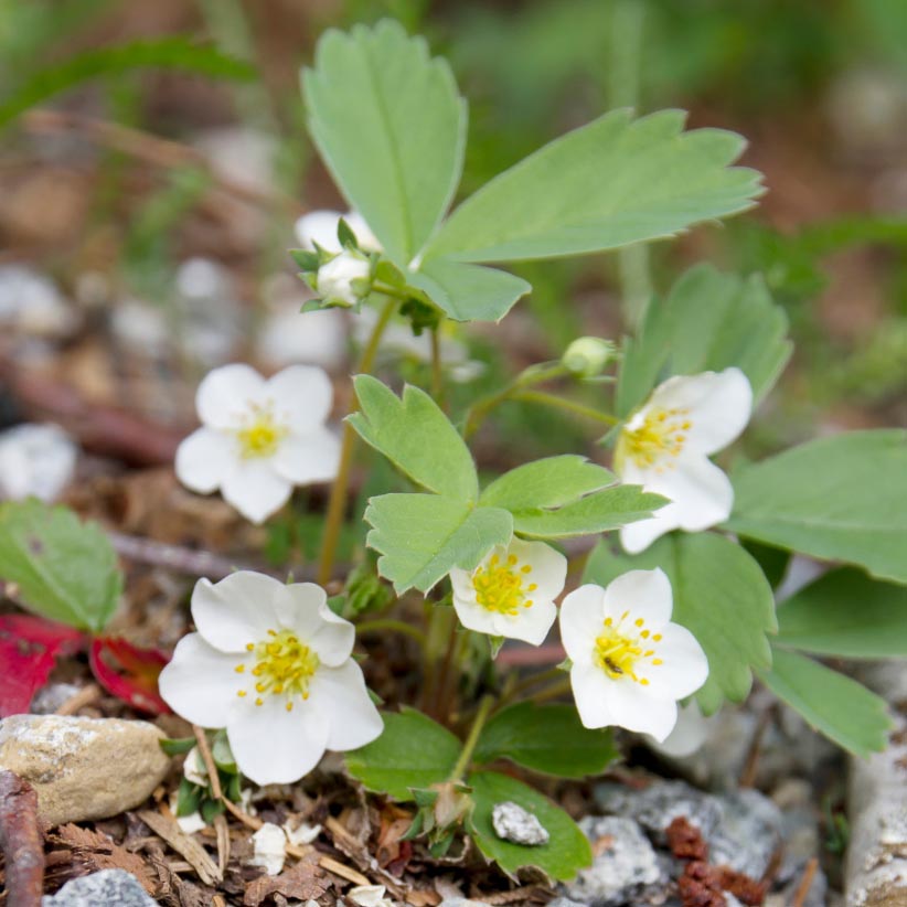 Fragaria virginiana Wild Strawberry