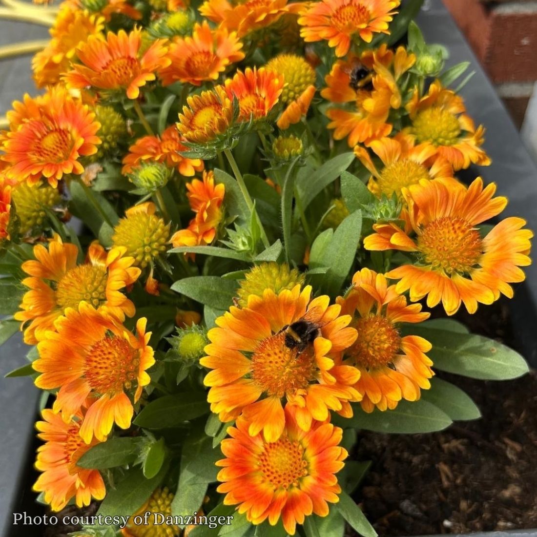 Gaillardia 'Orange Zest' Blanket Flower