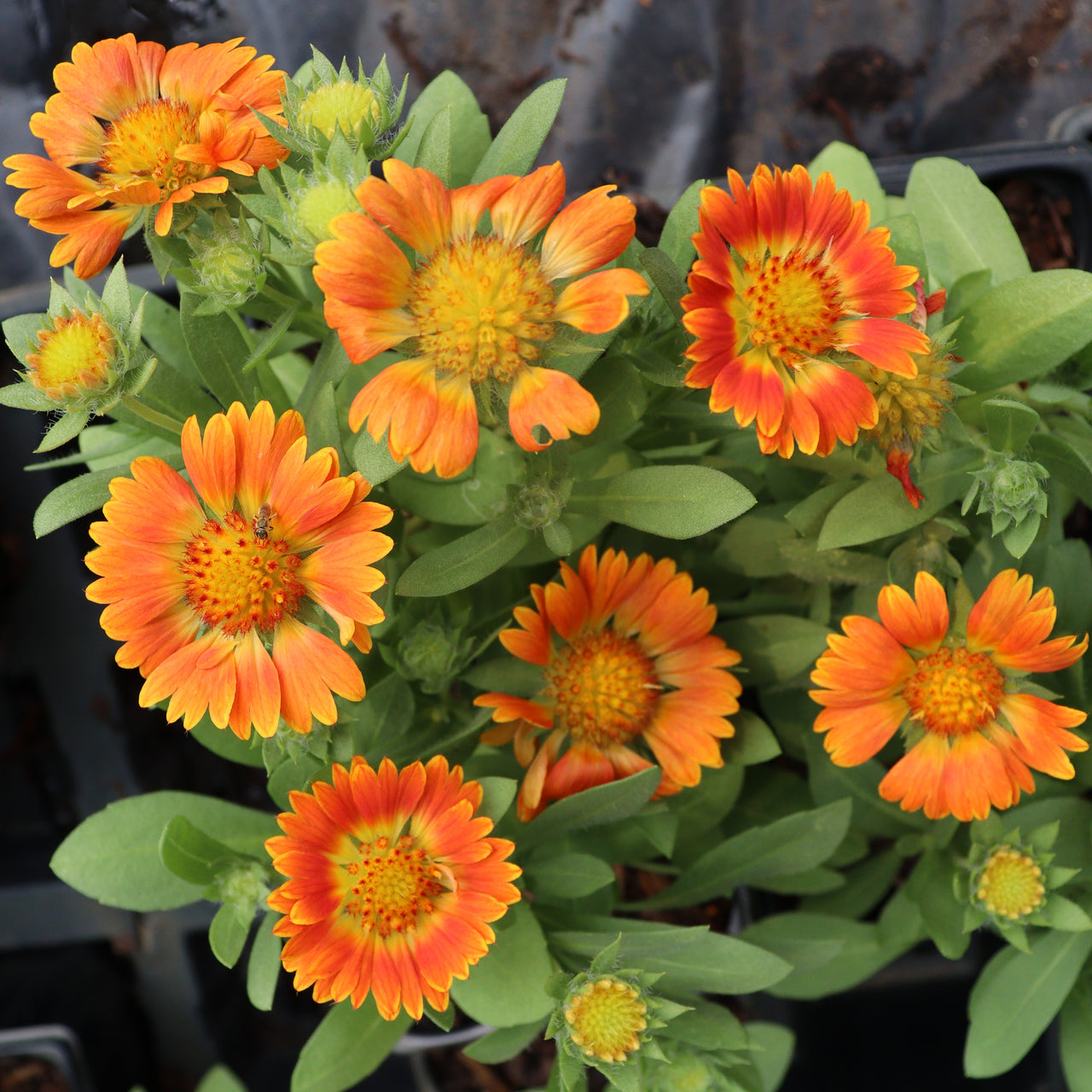 Gaillardia 'Orange Zest' Blanket Flower