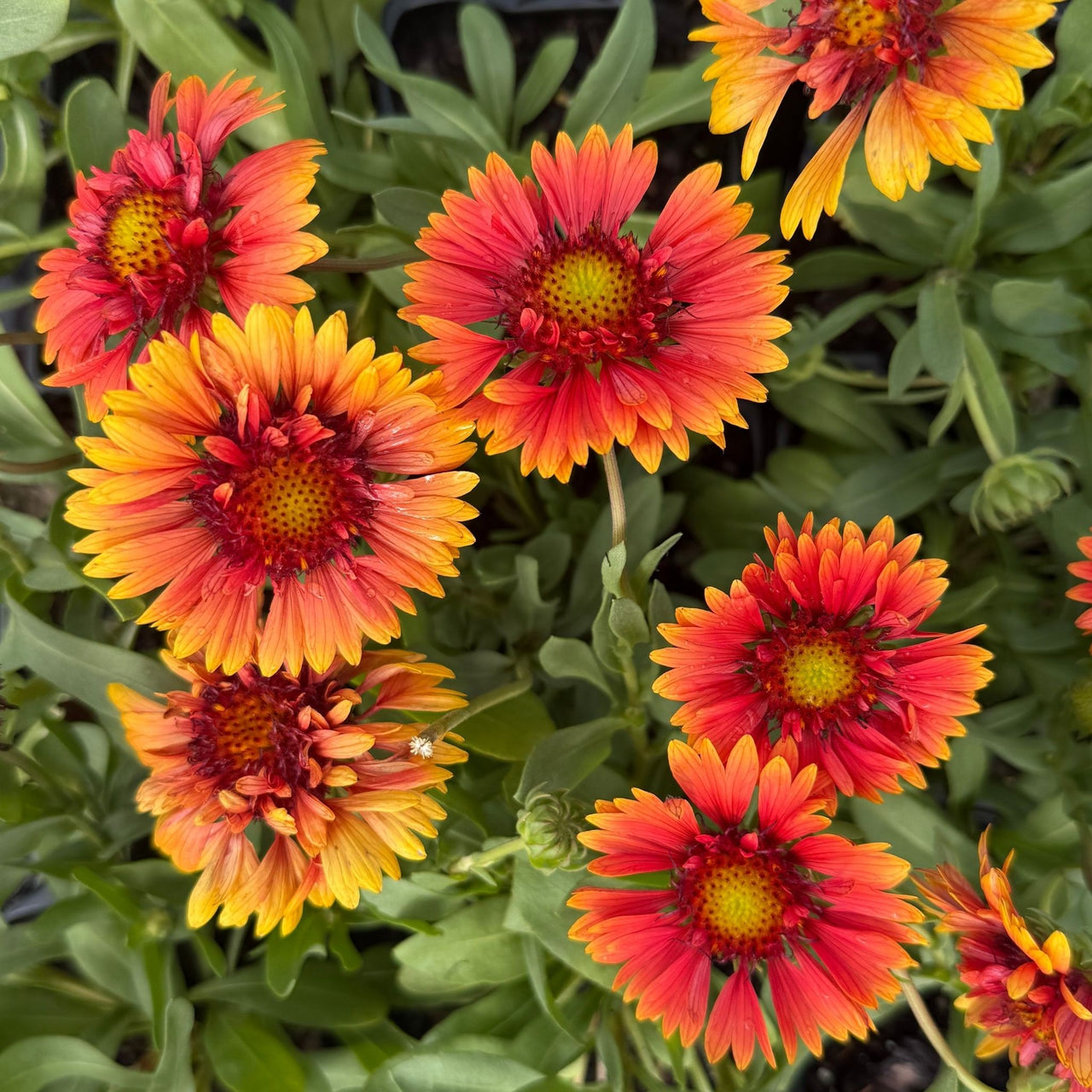 Gaillardia 'Sunset Orange Ruffles' Blanket Flower