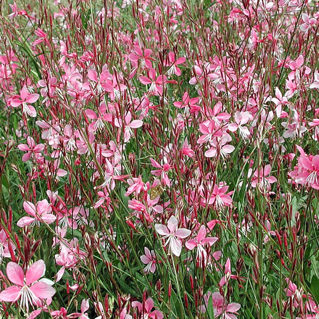 Gaura 'Siskiyou Pink' Wandflower