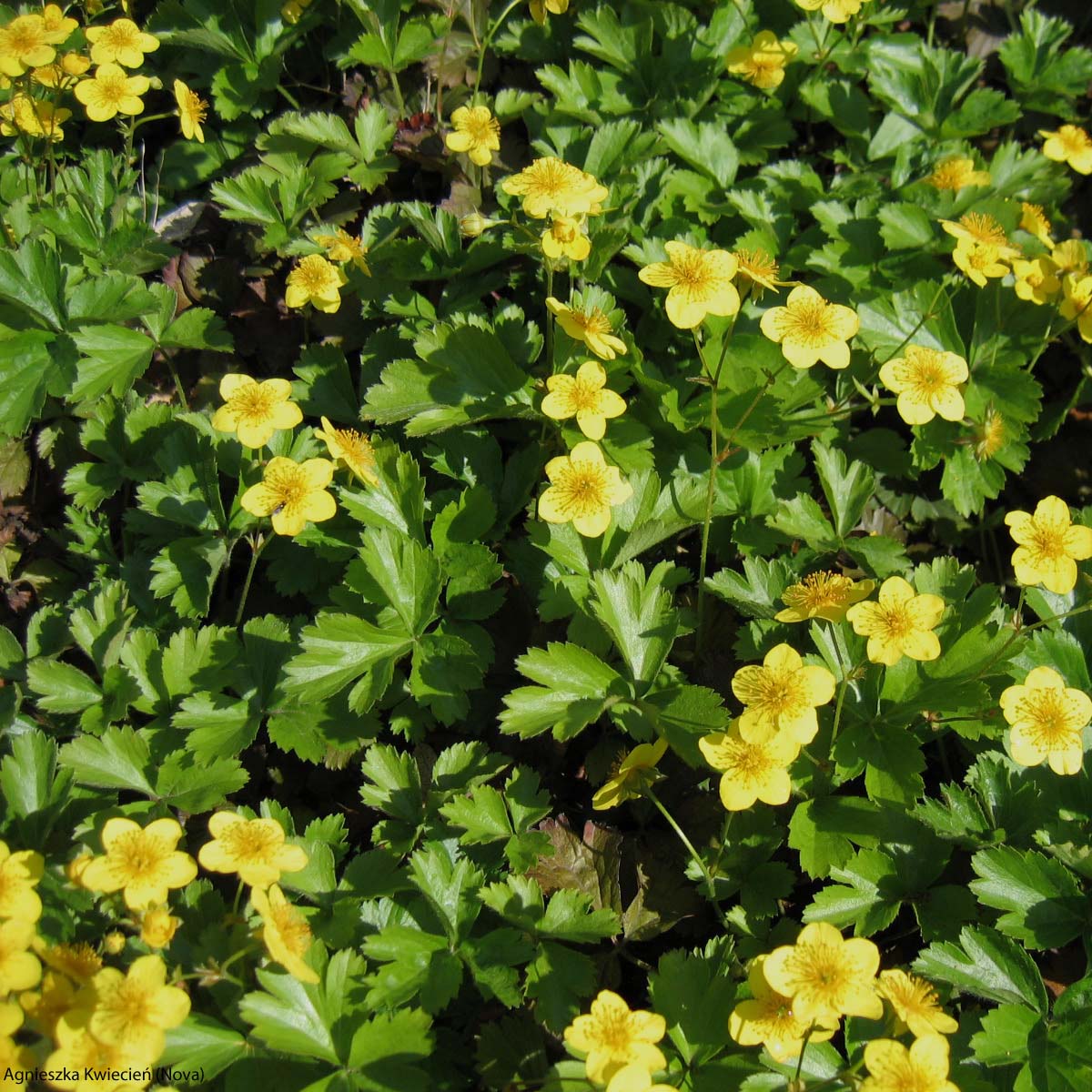 Geum ternatum Waldsteinia ternata Barren Strawberry