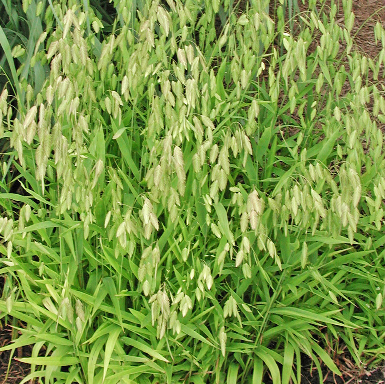 Chasmanthium latifolium Northern Sea Oats