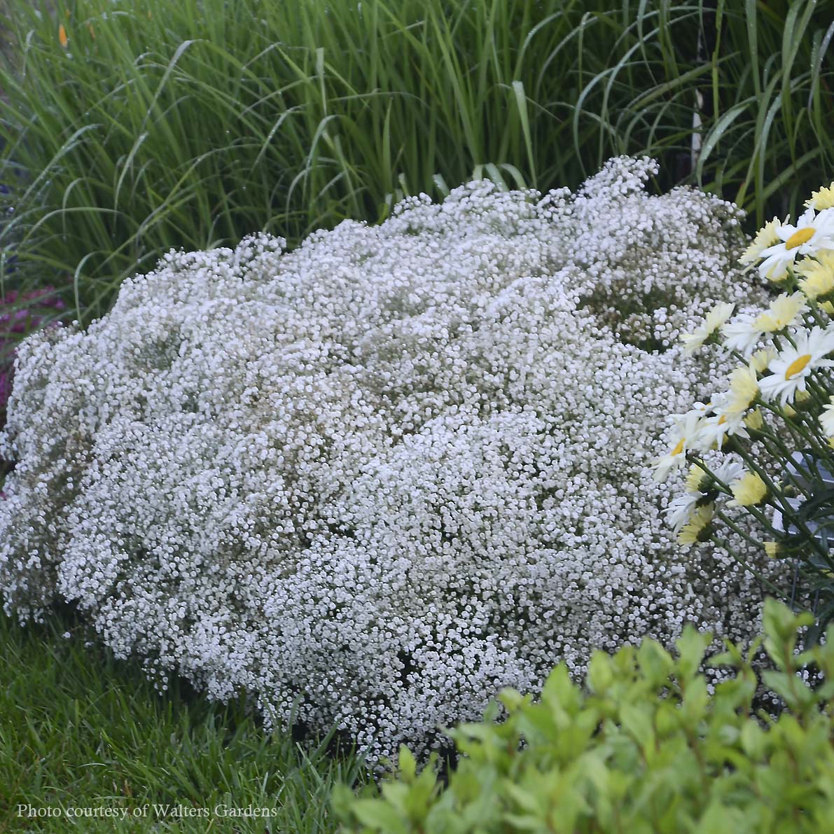 Gypsophila 'Summer Sparkles' Baby's Breath