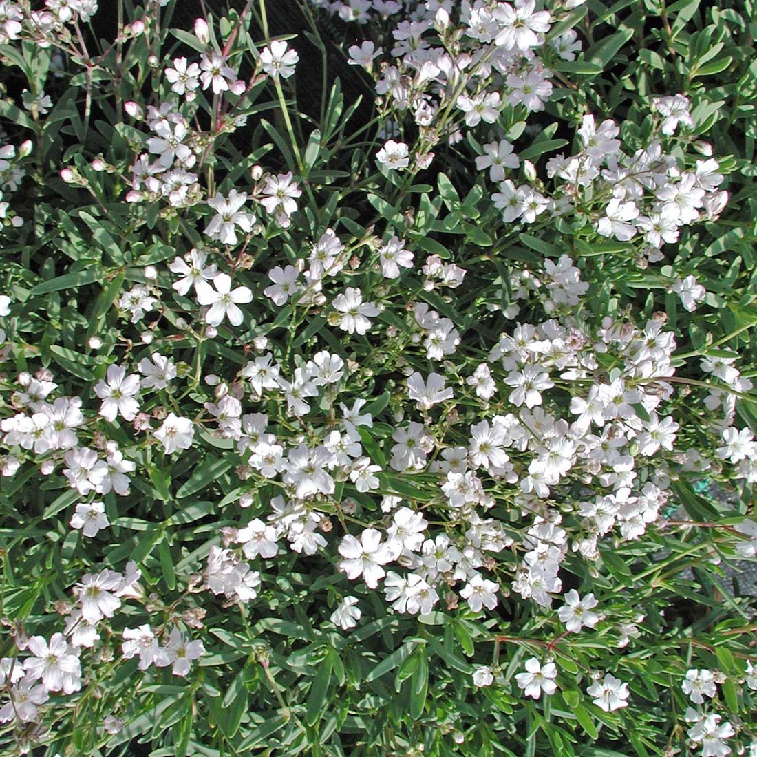 Gypsophila repens 'Alba' Creeping Baby's Breath