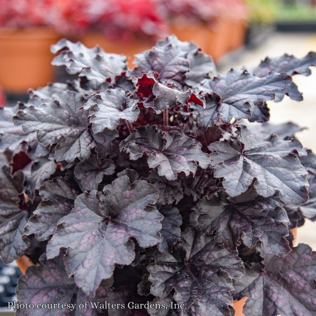 Heuchera 'Sultry NIghts' Coral Bells