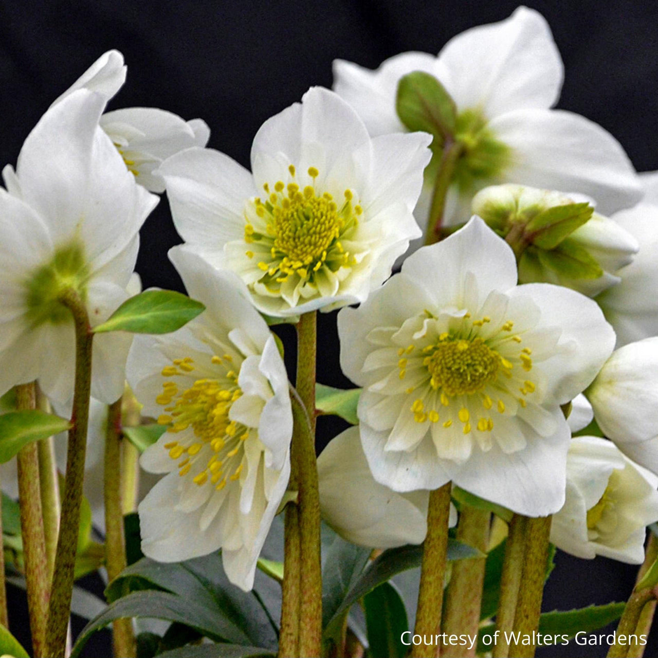 Helleborus niger Snowbells