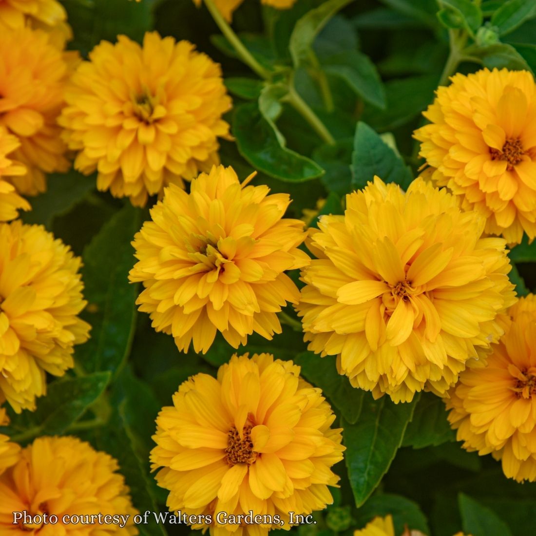 Heliopsis helianthoides 'Rays for Days' False Sunflower