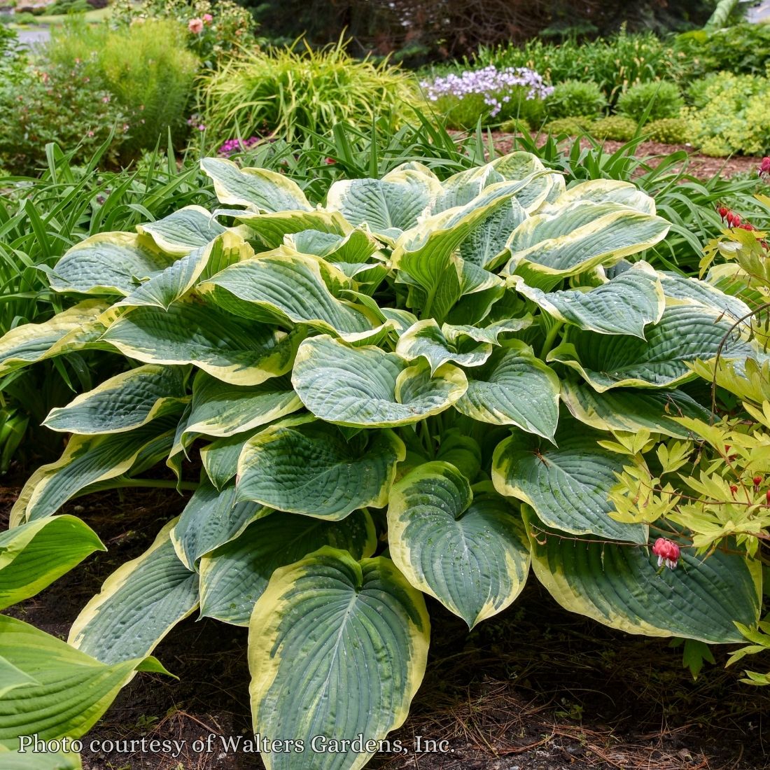 Hosta 'Gigantosaurus' Plantain Lily