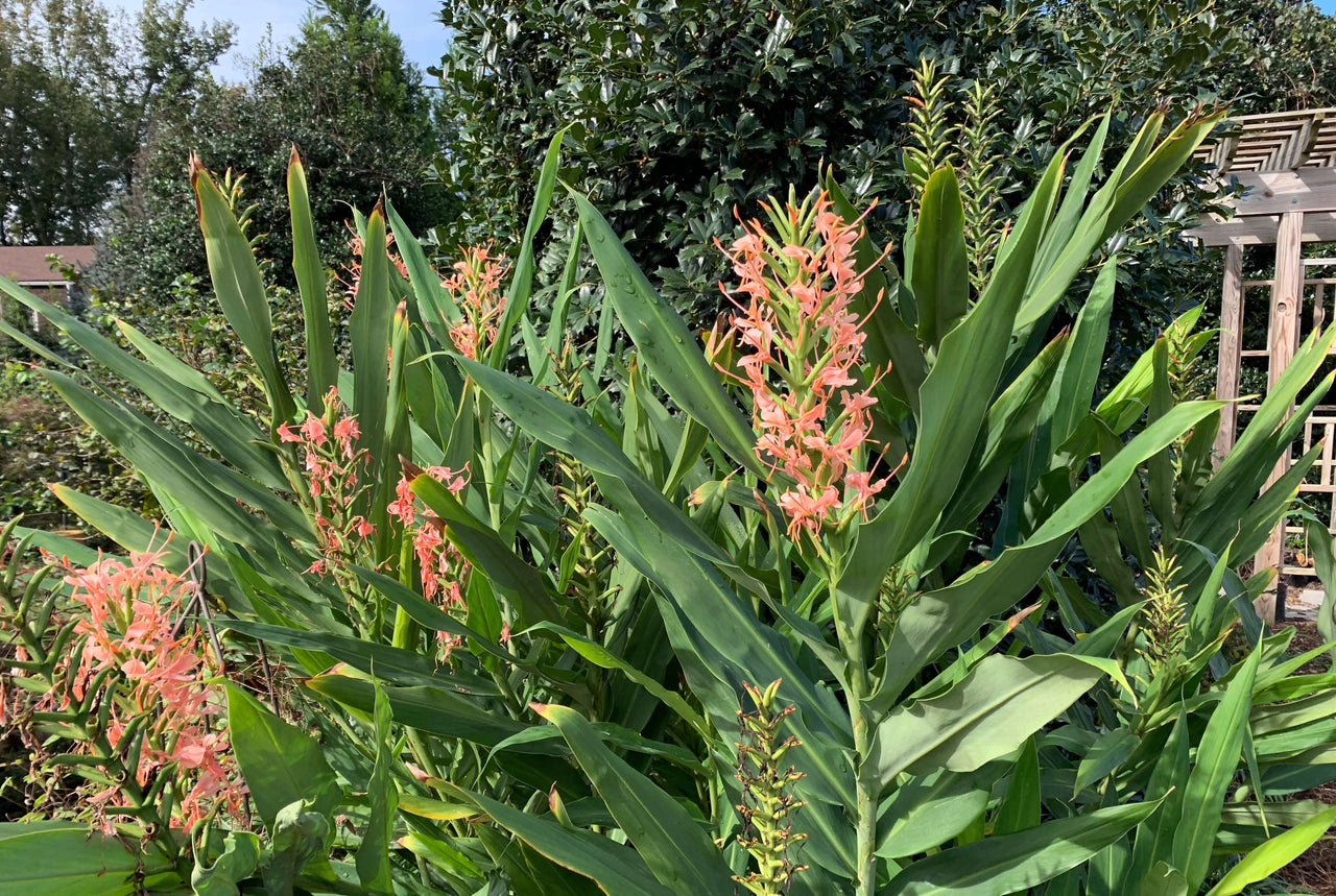 Hedychium 'Elizabeth' Hardy Ginger