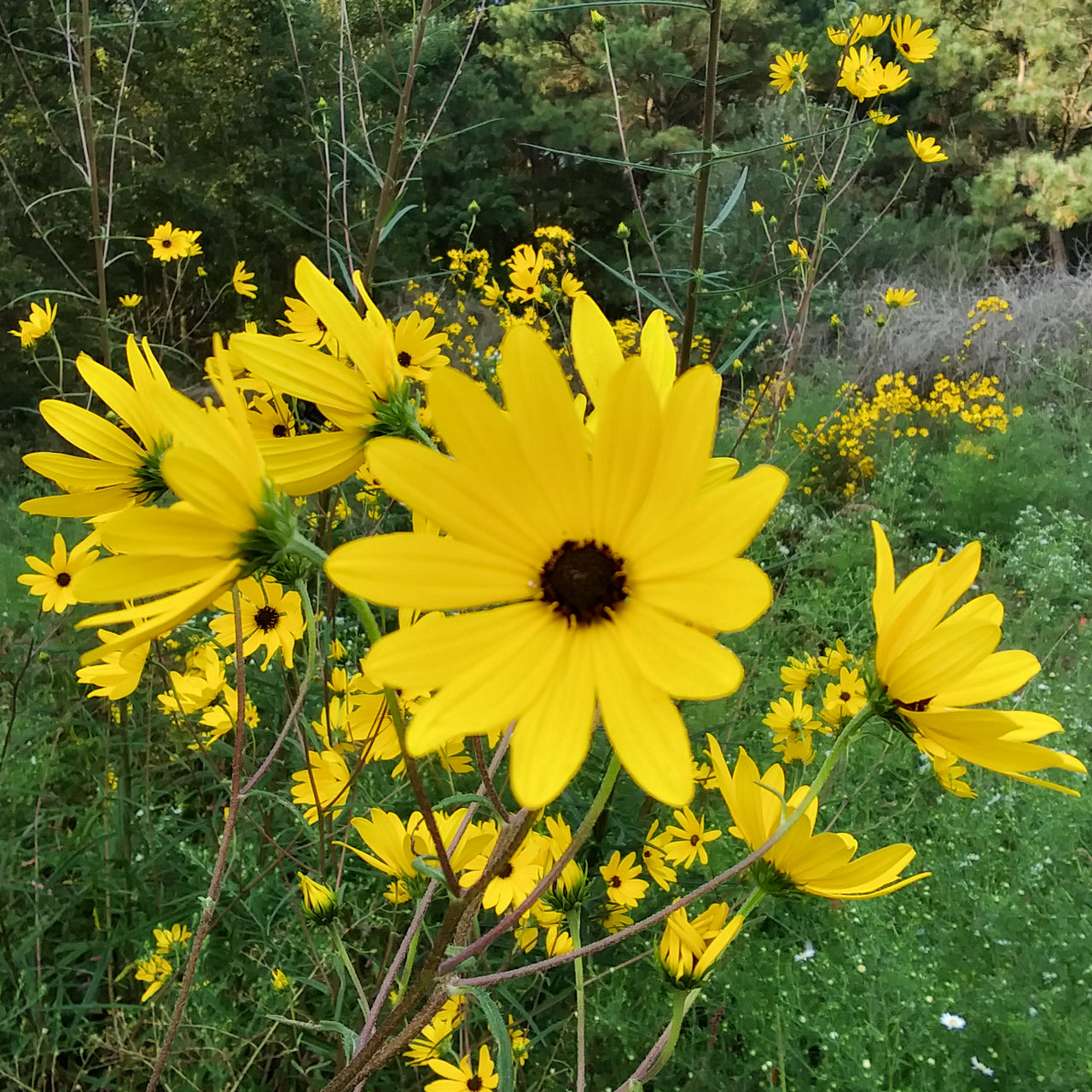 Helianthus angustifolius Sunflower