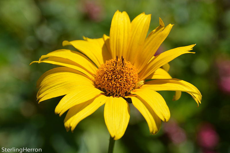 Heliopsis helianthoides False Sunflower