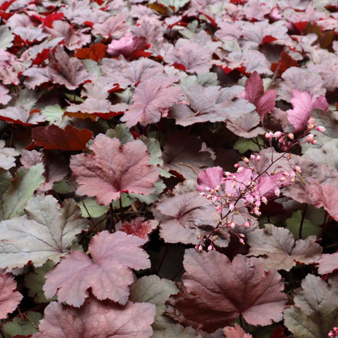 Heuchera 'Magma' Coral Bells