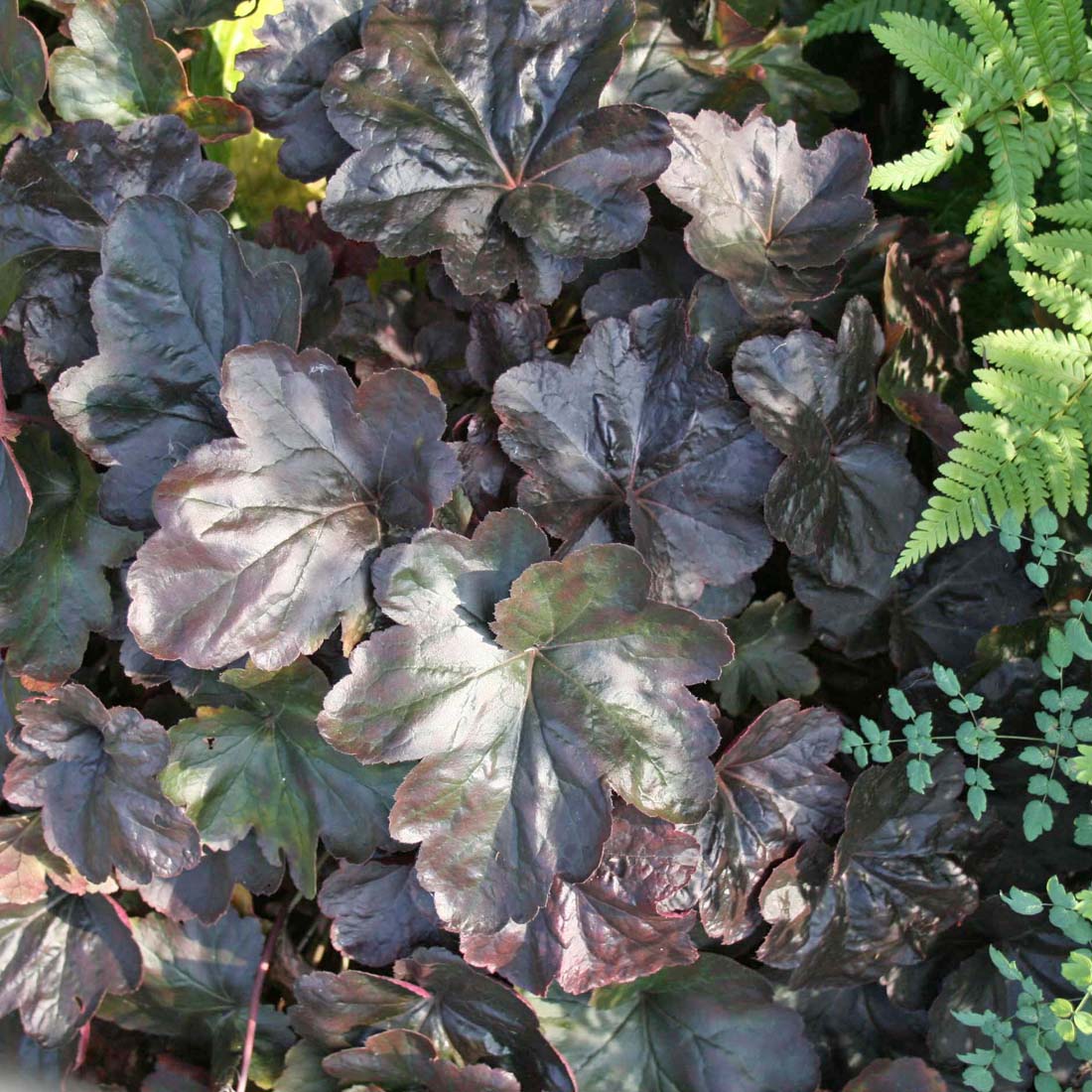 Heuchera 'Obsidian' Coral Bells