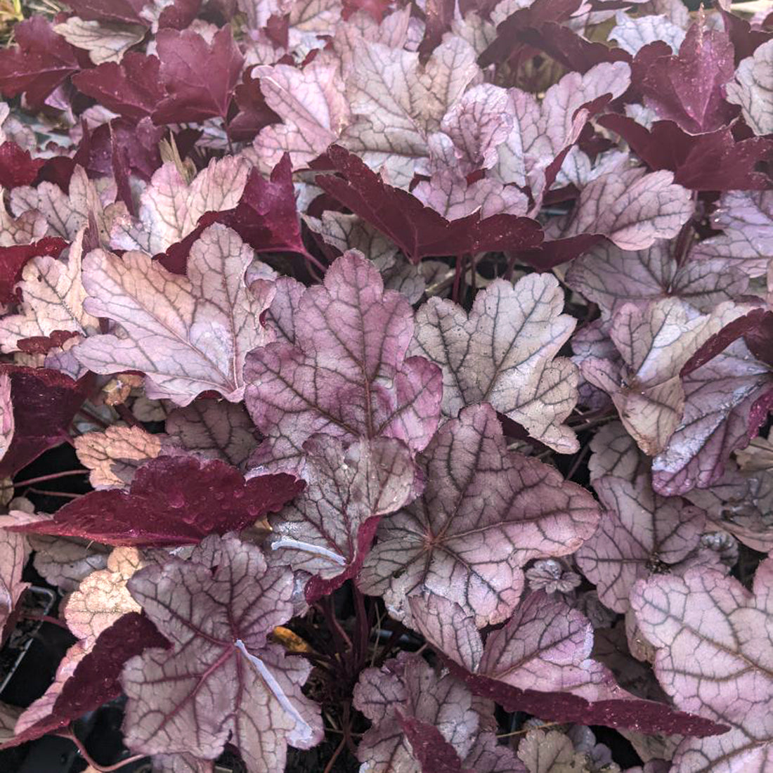 Heuchera 'Pink Panther' Coral Bells