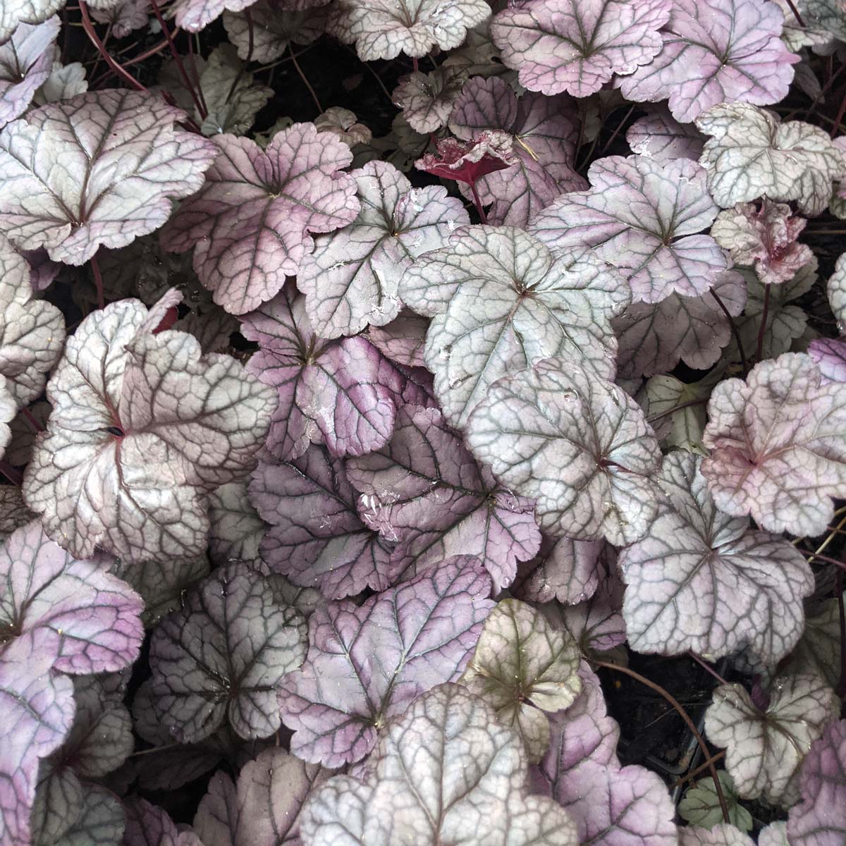 Heuchera 'Wildberry' Coral Bells