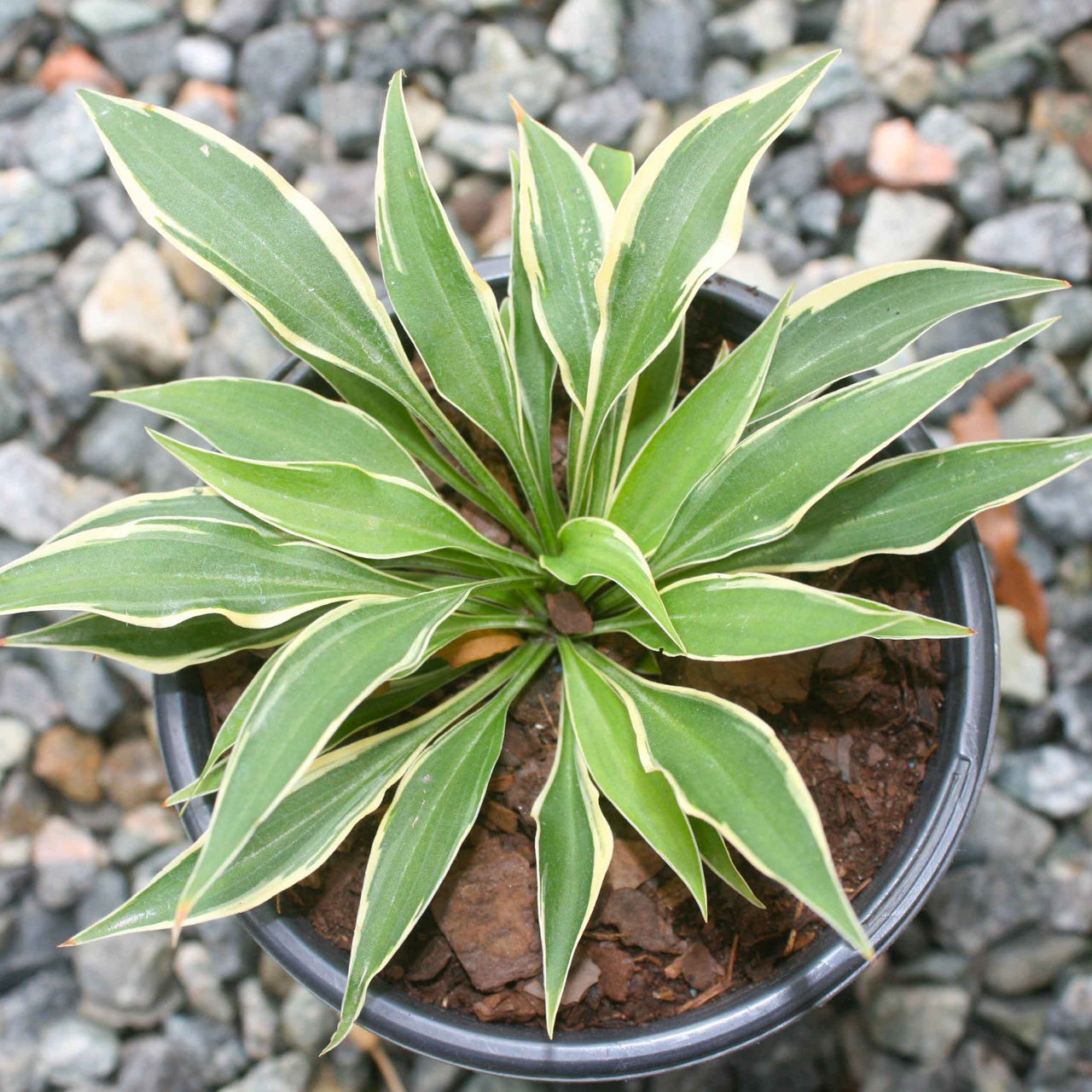 Hosta 'Little Devil' Plantain Lily