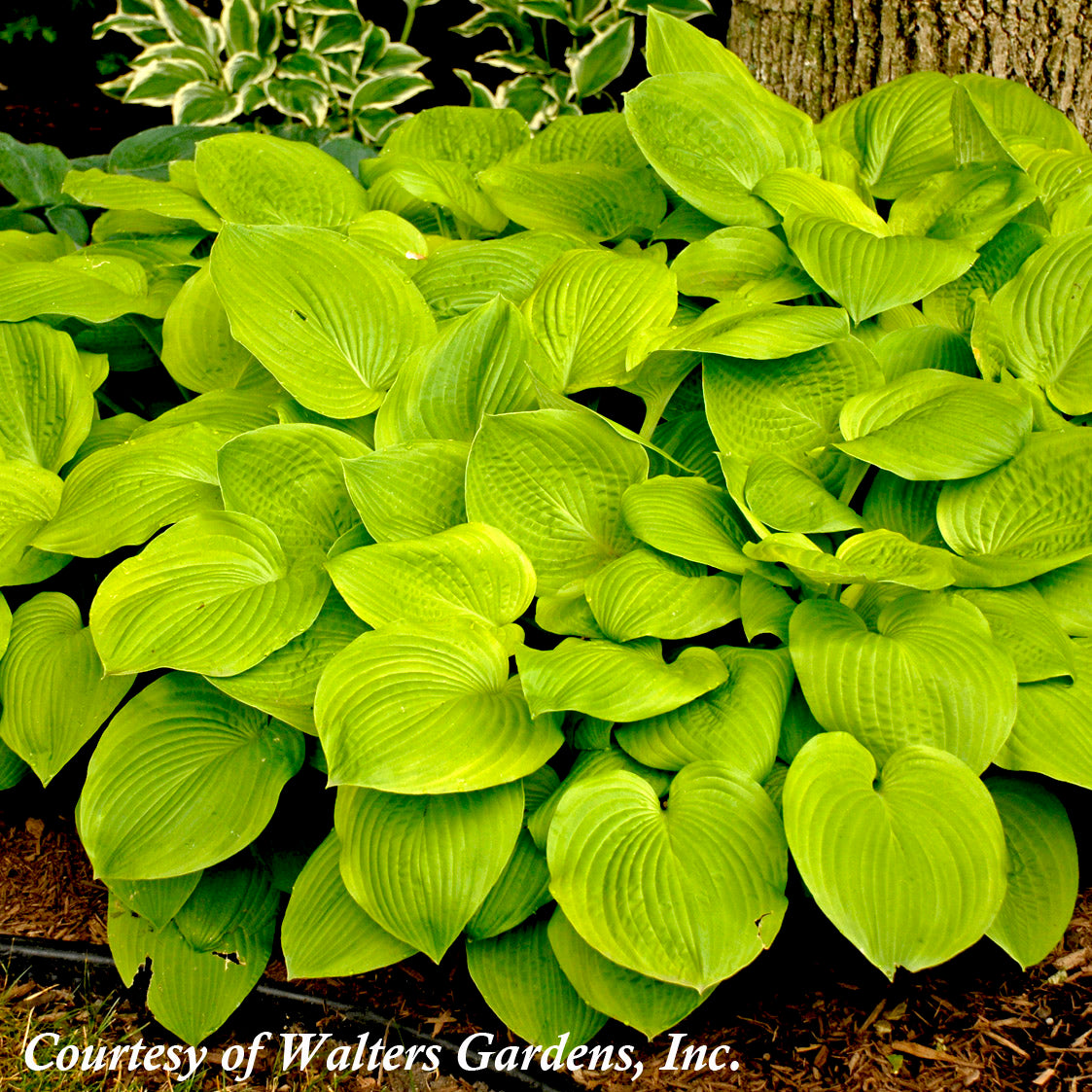 Hosta 'August Moon' Plantain Lily