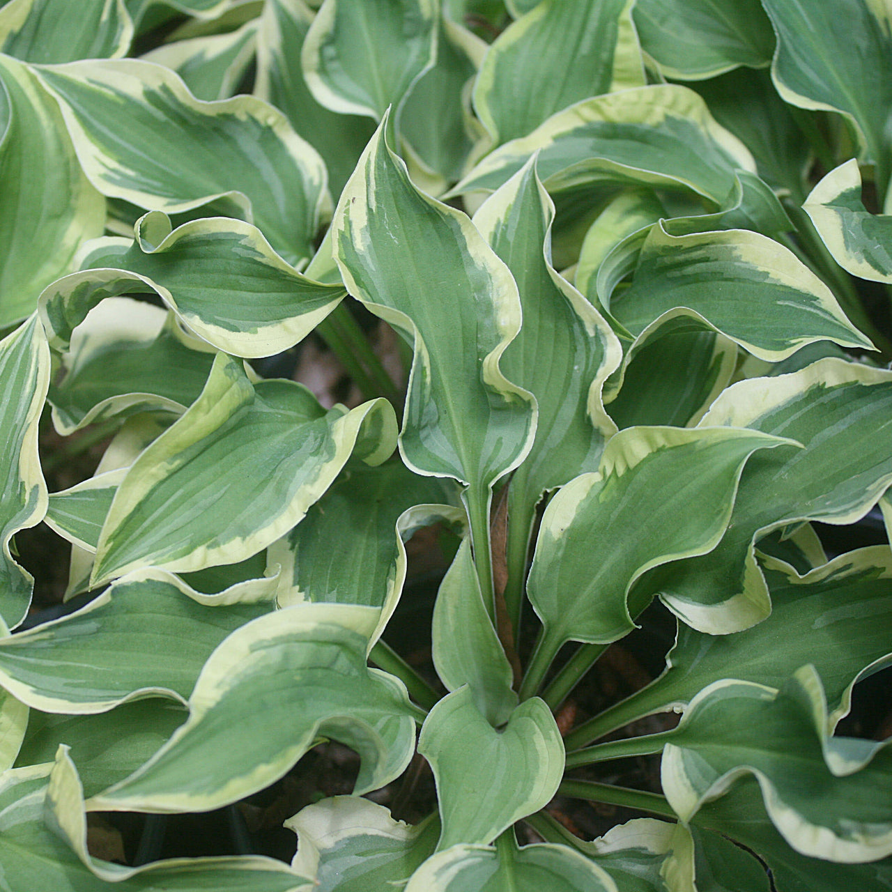 Hosta 'Winkle in Time' Plantain Lily