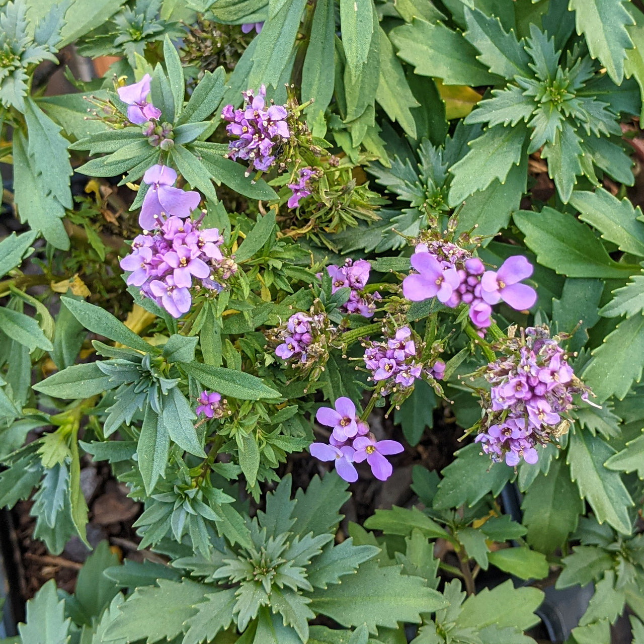 Iberis 'Mermaid Lavender' Candytuft