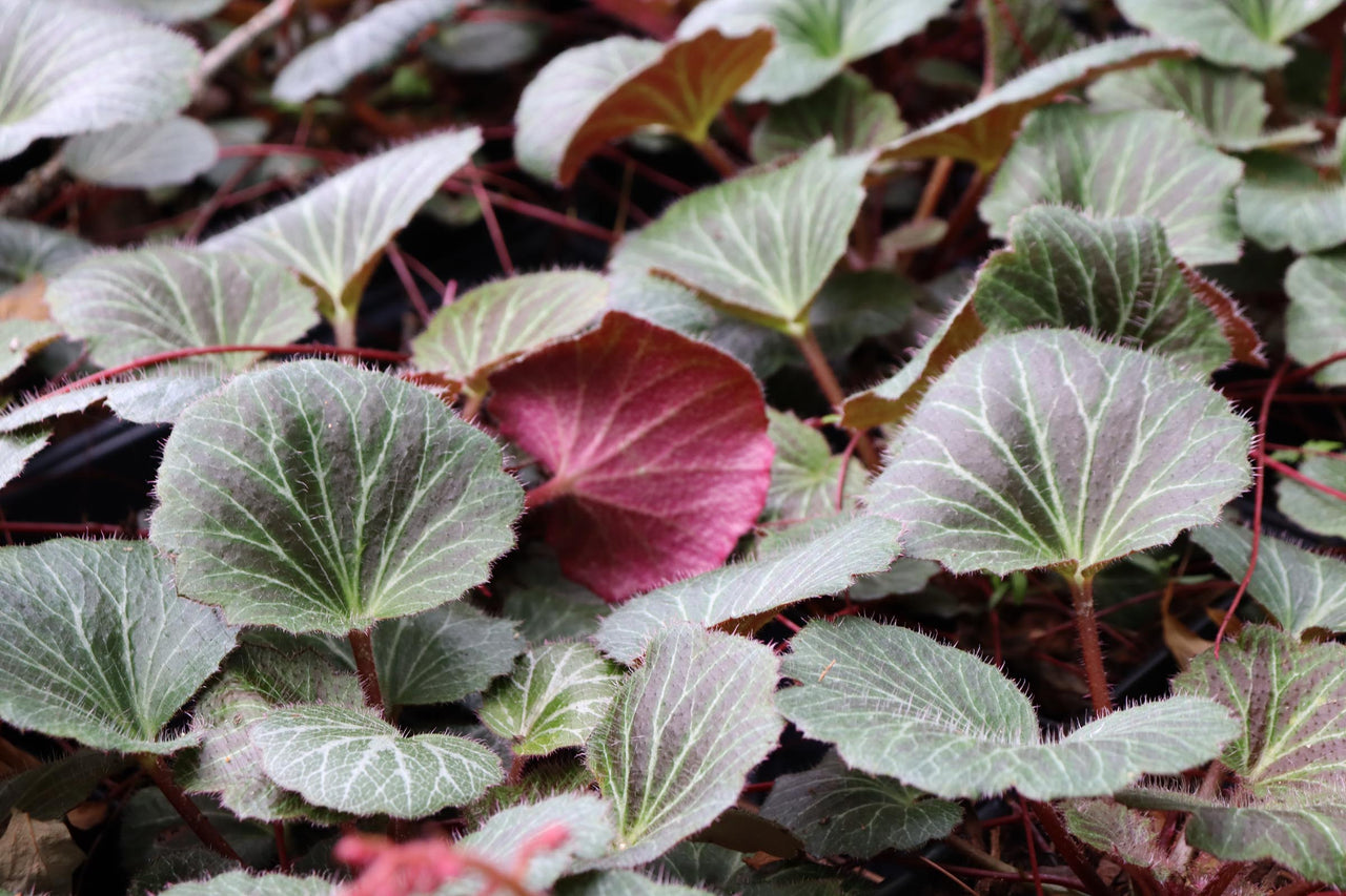 Saxifraga stolonifera 'Hope's Wine' Strawberry Geranium