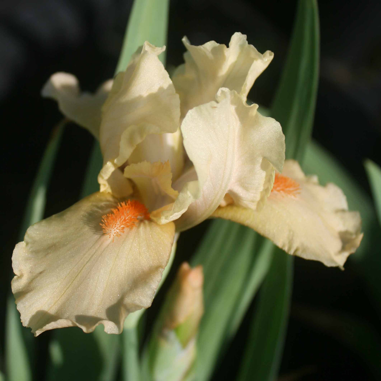Iris germanica 'Apricot Silk' Bearded Iris