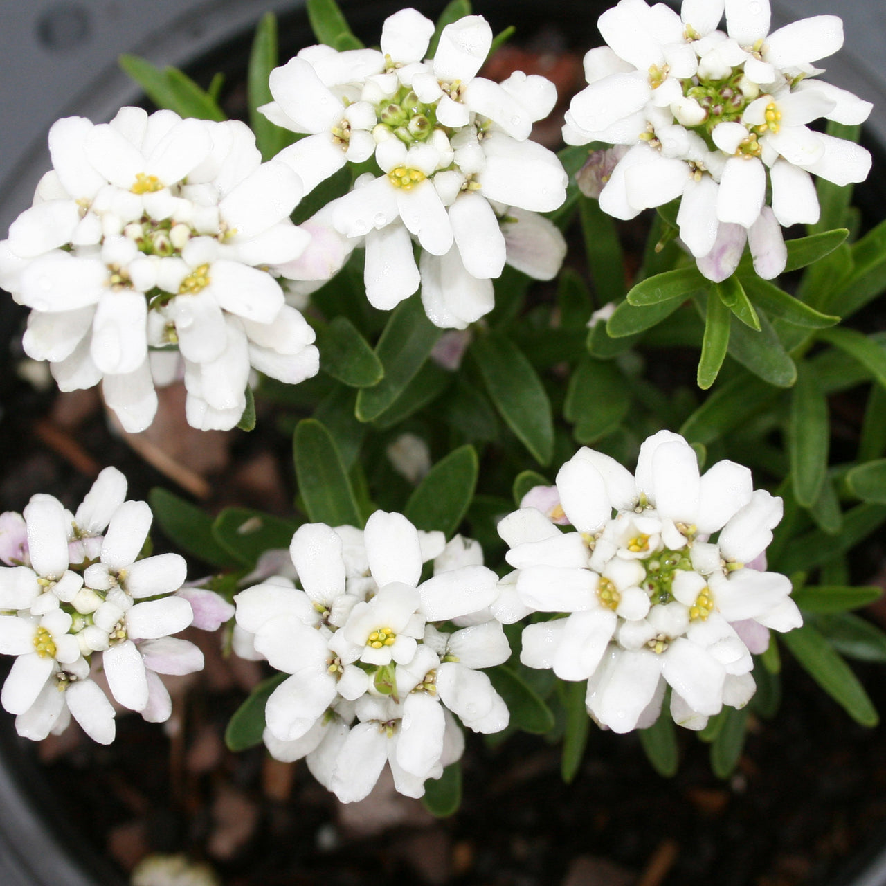 Iberis sempervirens 'Little Gem' Candytuft