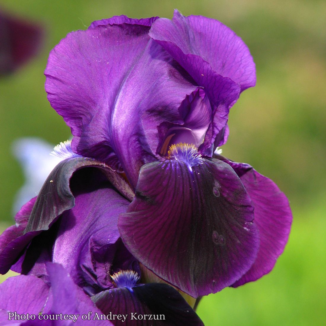 Iris germanica 'Sable' Bearded Iris