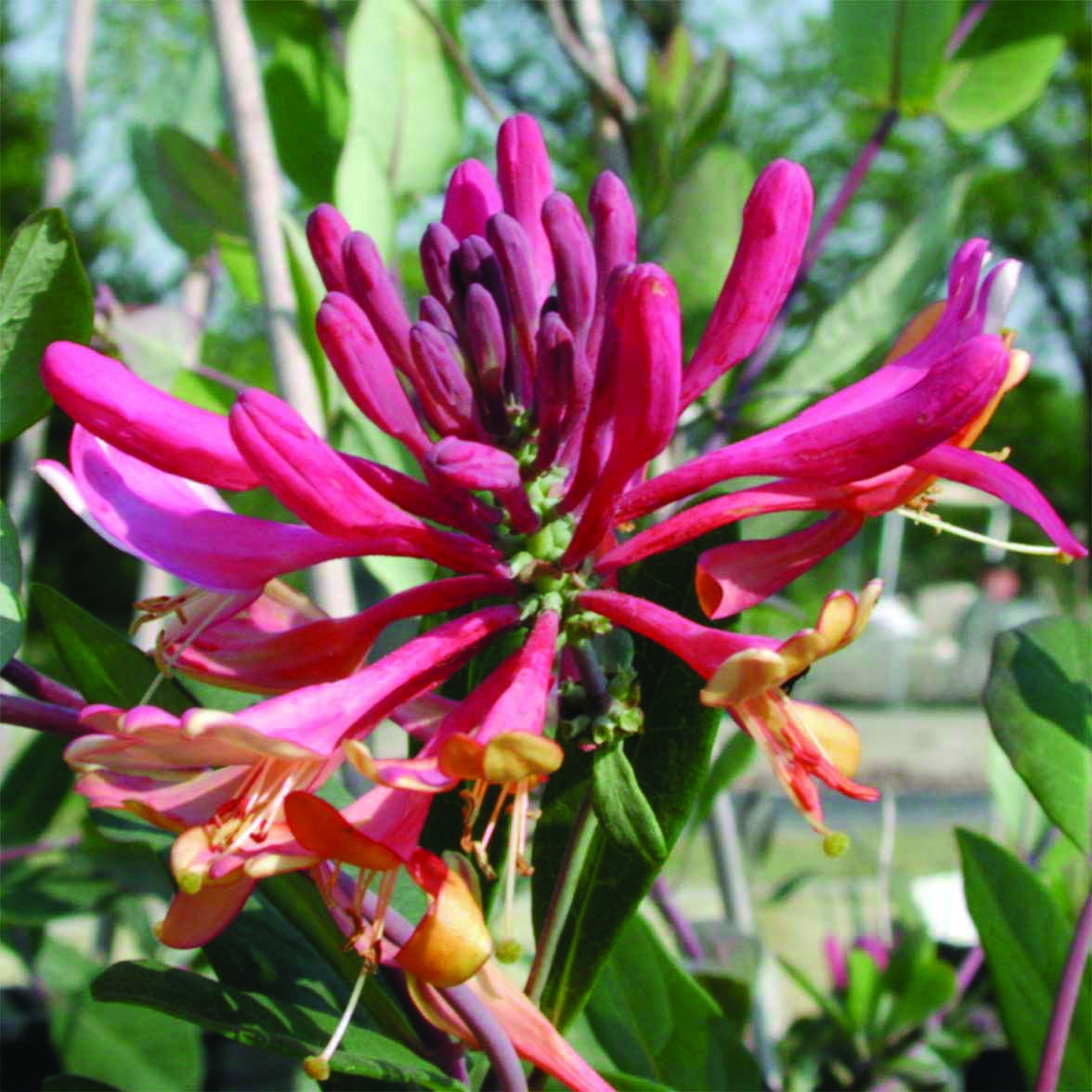 Lonicera x heckrottii 'Gold Flame' Honeysuckle