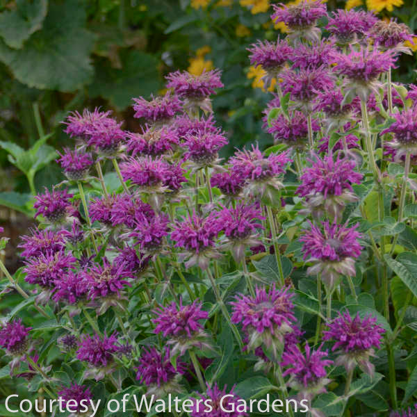 Monarda 'Purple Rooster' Bee Balm - Thumbnail 2