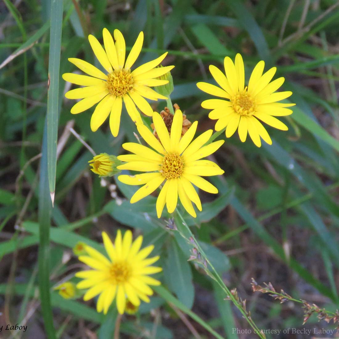 Chrysopsis mariana Maryland Golden-Aster | Rare Roots