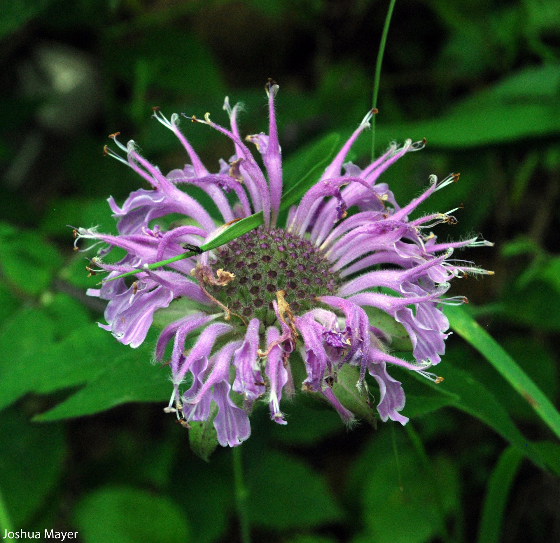 lavender bergamot plant Monarda fistulosa Wild Bergamot