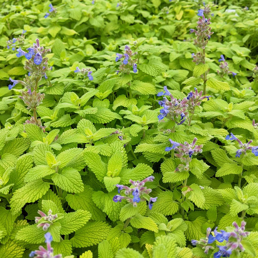 Nepeta 'Chartreuse on the Loose' Catmint