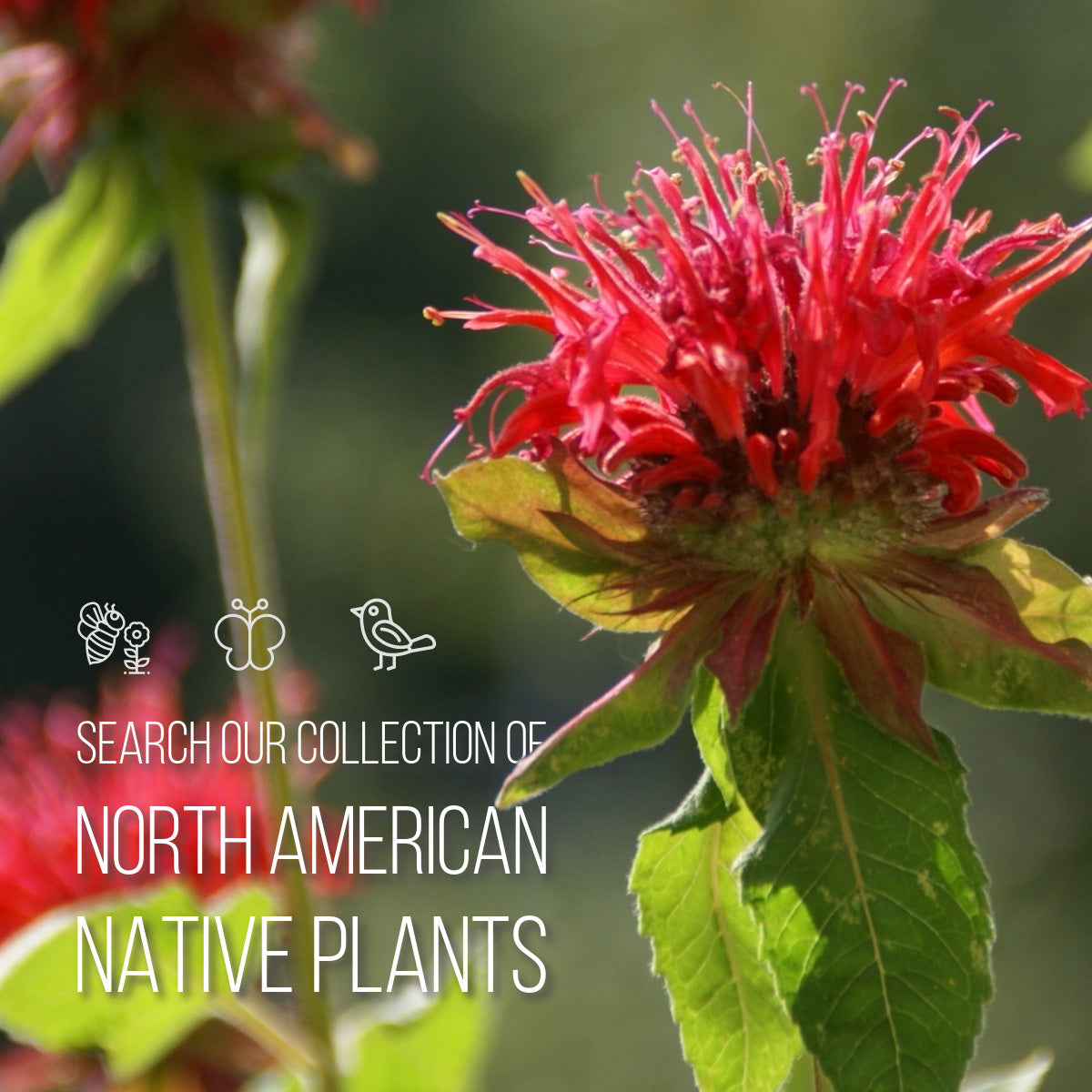 Search our collection of North American native plants.