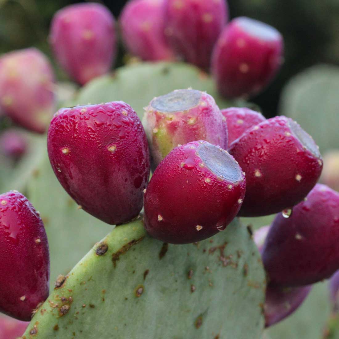 Opuntia ellisiana Thornless Spineless Prickly Pear | Rare Roots