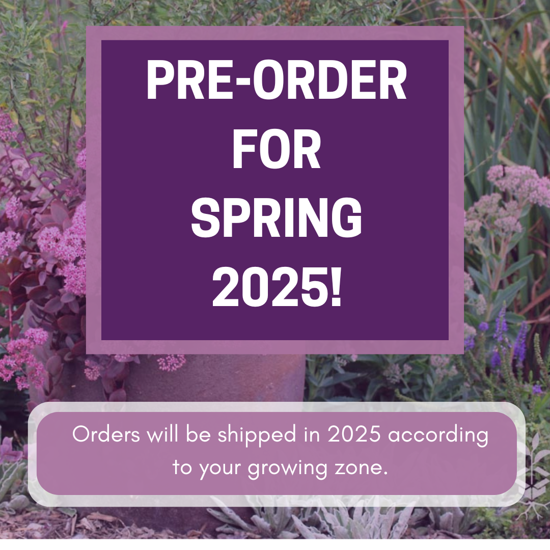 Exceptional Perennial Plants for Sale Online | Rare Roots