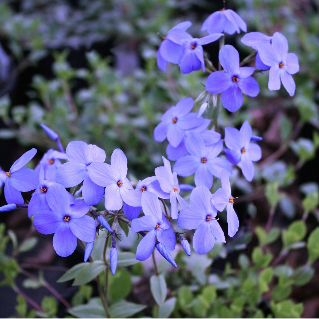Phlox stolonifera 'Sherwood Purple' Creeping Woodland Phlox