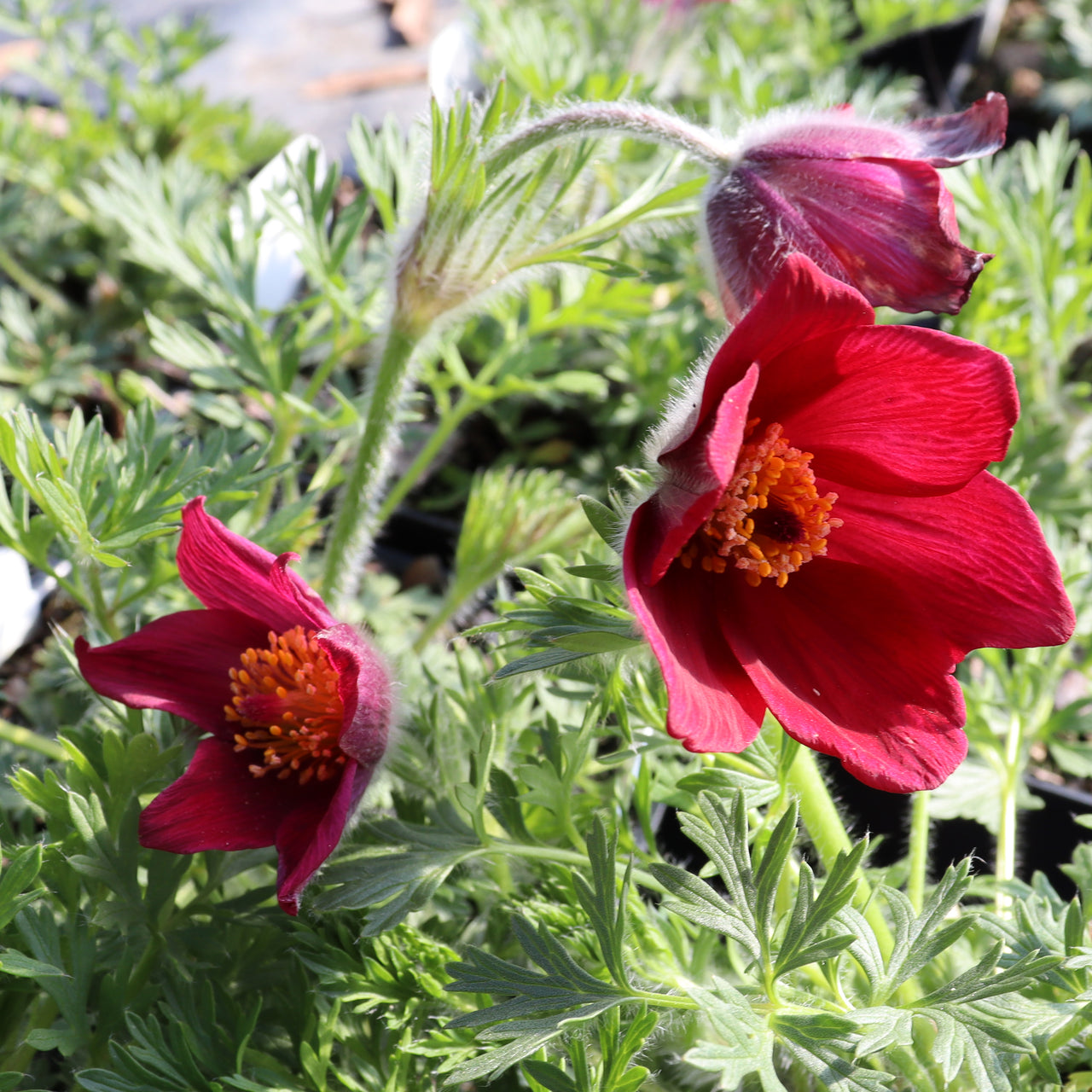 Pulsatilla 'Red Bells' Pasque Flower